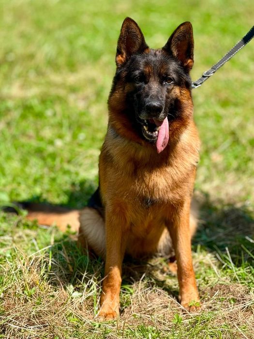 Cudowna 4 letnia suczka owczarek niemiecki do adopcji