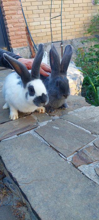 Кролі німецький строкатий велетень