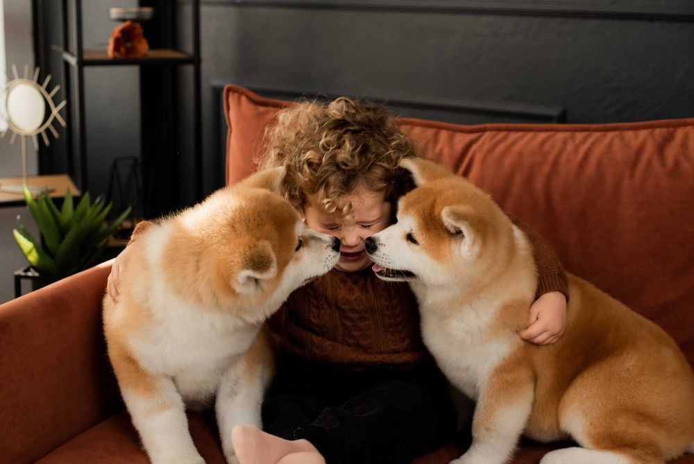 Найкращі цуценята Акіта іну