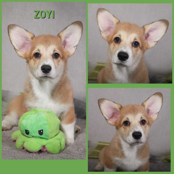 Рыжие девочки корги