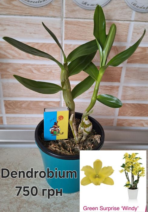 Дендробіум Green Surprise "Windy"