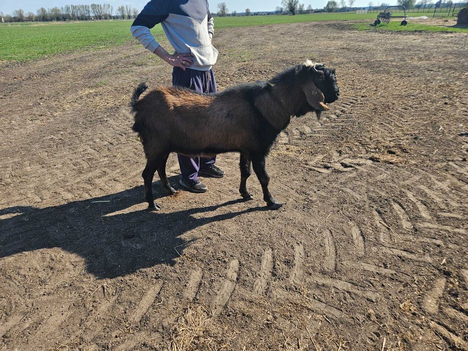 Koza młode koziołki anglonubijskie