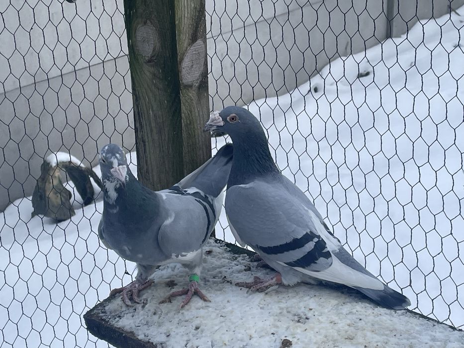 Golebie staropolskie