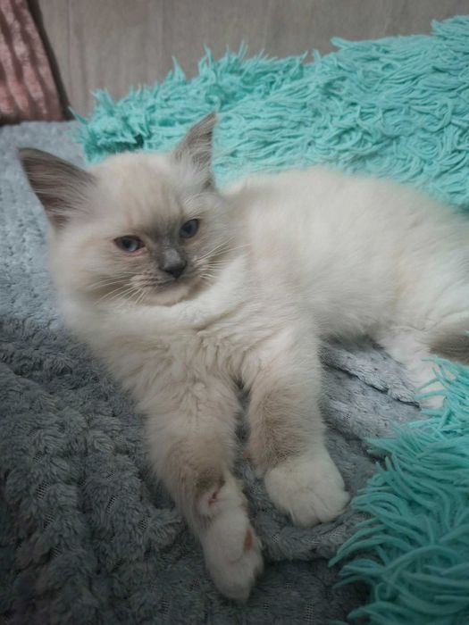 Kotki rasy Ragdoll