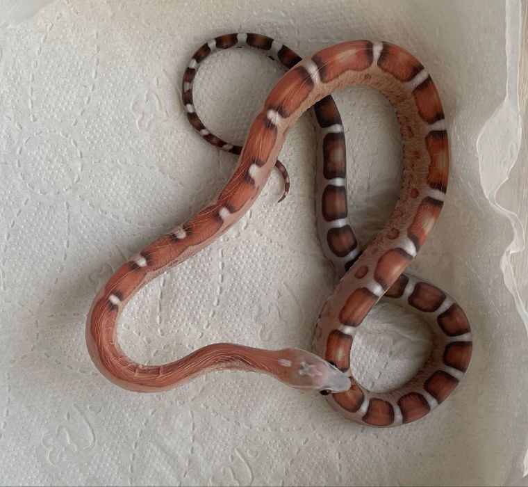 Wąż zbozowy Scaleless het Anery , Motley  50% het Amel