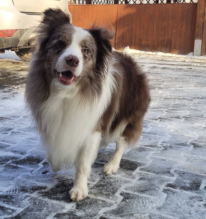 Border collie / blue merle / szczeniak/ suczka / rodowód
