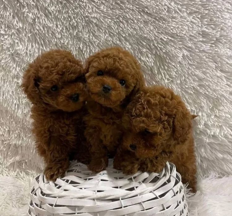 Хлопці той пудель ,гарної.   якості