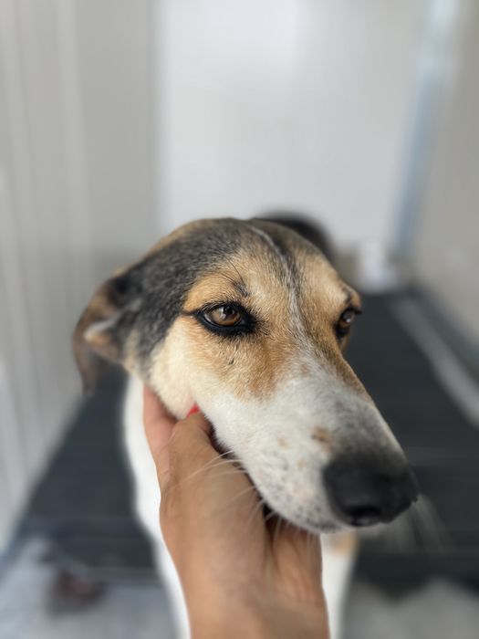 JIMMY - cao porte medio para adocao