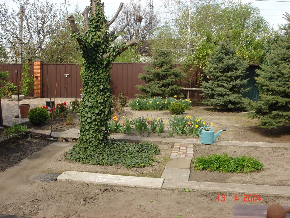 Плющ вечнозелёный. Живая изгородь.