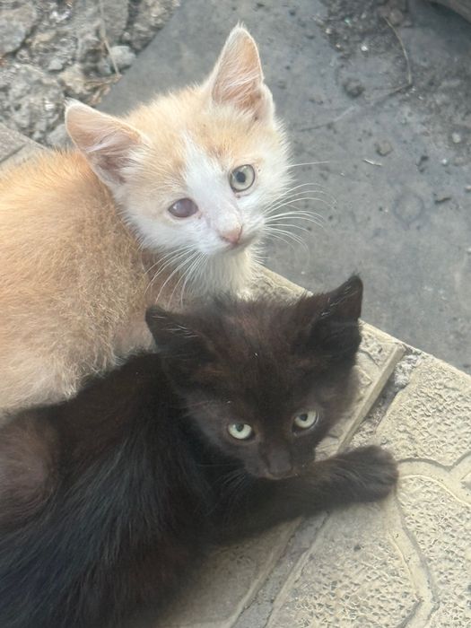 Маленькие котята