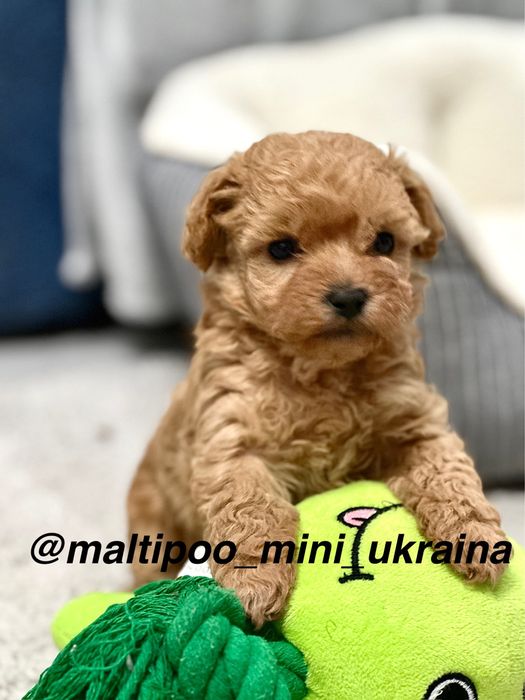 Мальтіпу ф1 мікро і міні