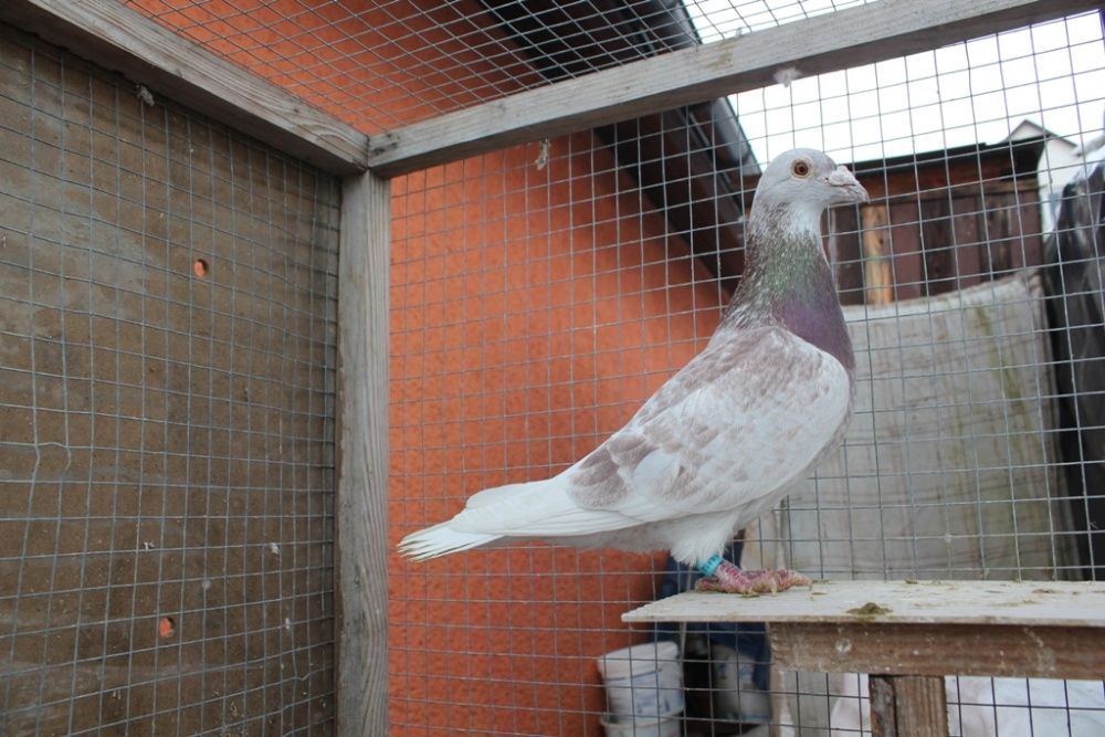 GOŁĘBIE POCZTOWE !!! ptak ptaki samice samce pary woliera stare młode