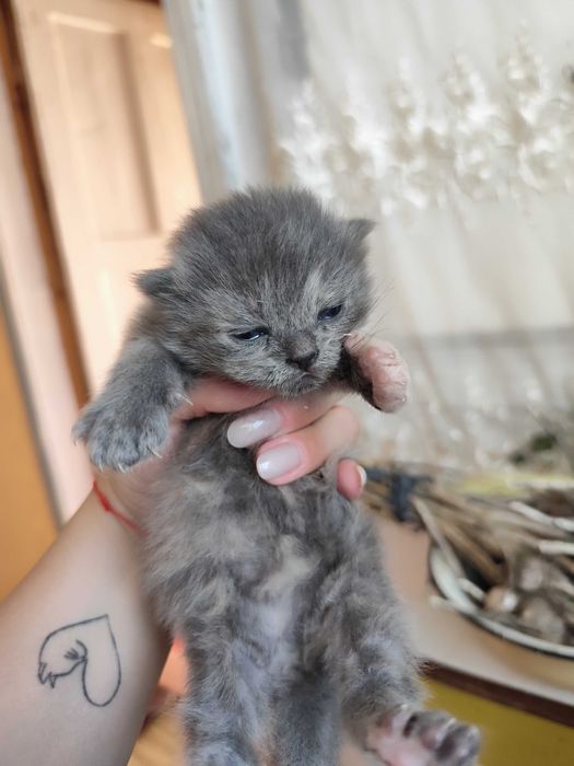 Кошенята безкоштовно