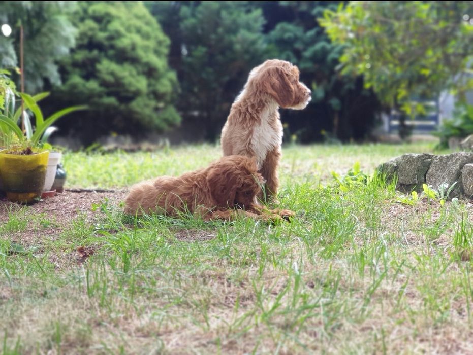 Irishdoodle szczeniak * Jak goldendoodle  *  Jak cockapoo CUDNE