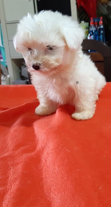 Excelente fêmea Bichon Maltes Mini vacinação completa