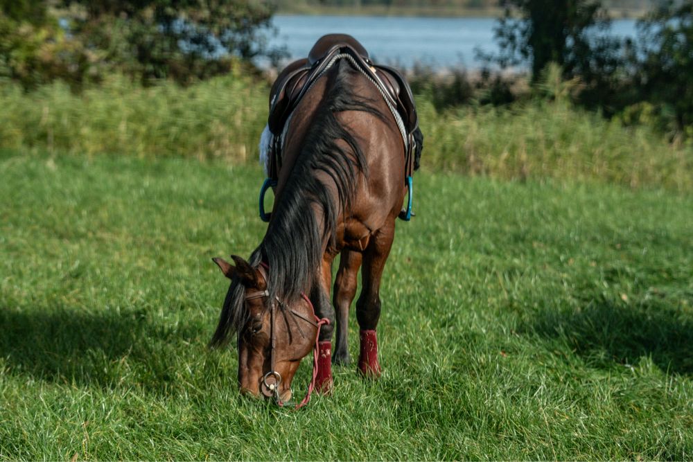 Wałach Quarter Horse
