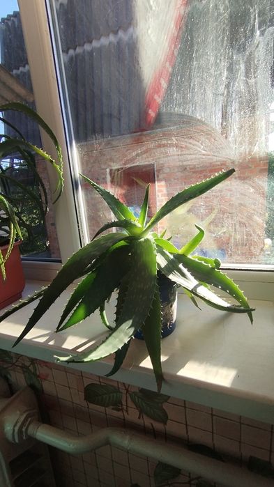 Лікувальне алоє та алое вера