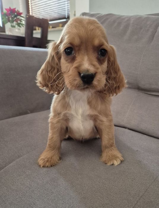 Cocker spaniel piesek Max