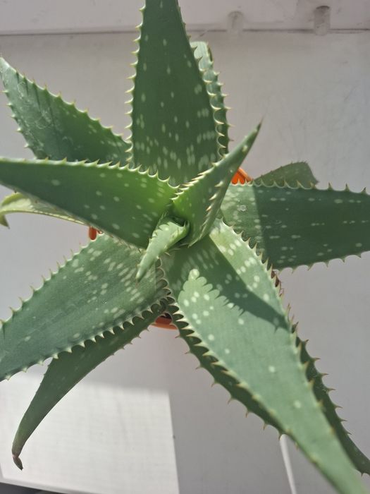 Алоє, відростки та більші квітки