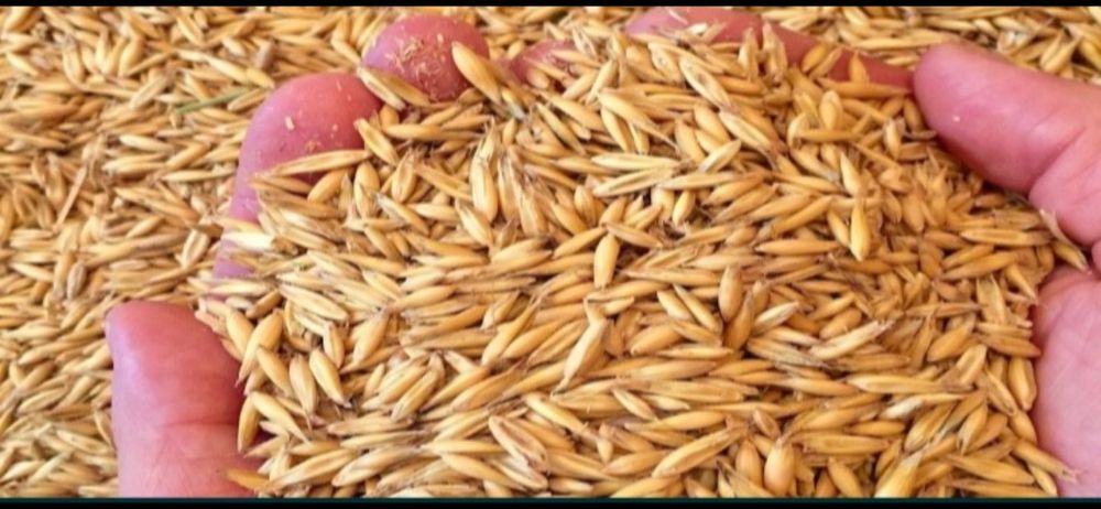 Owies paszowy lub opałowy