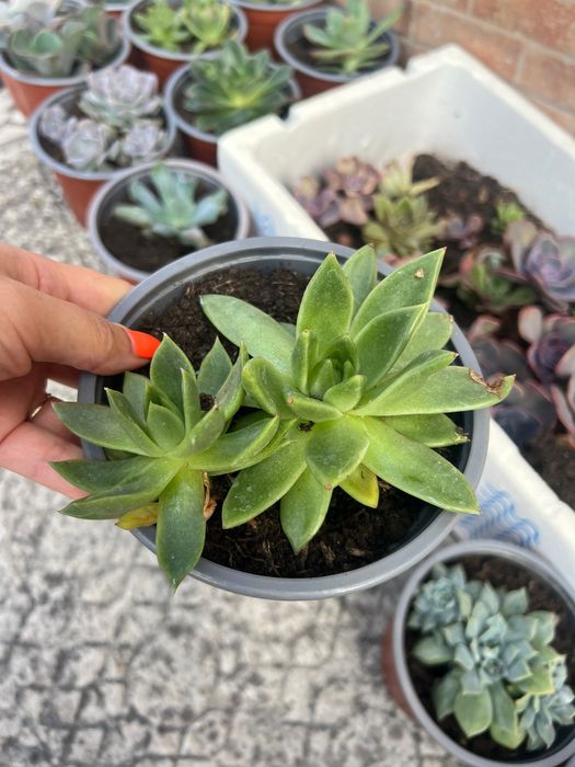 Suculentas diversas