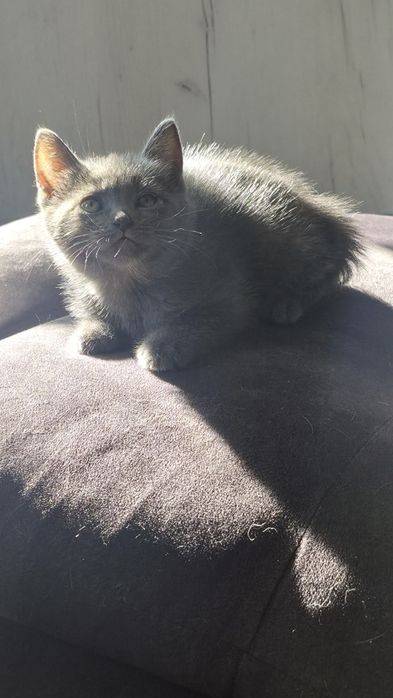 Кошенятко котик киця
