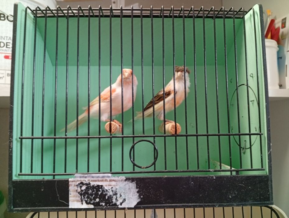 Canários arlequins 2025