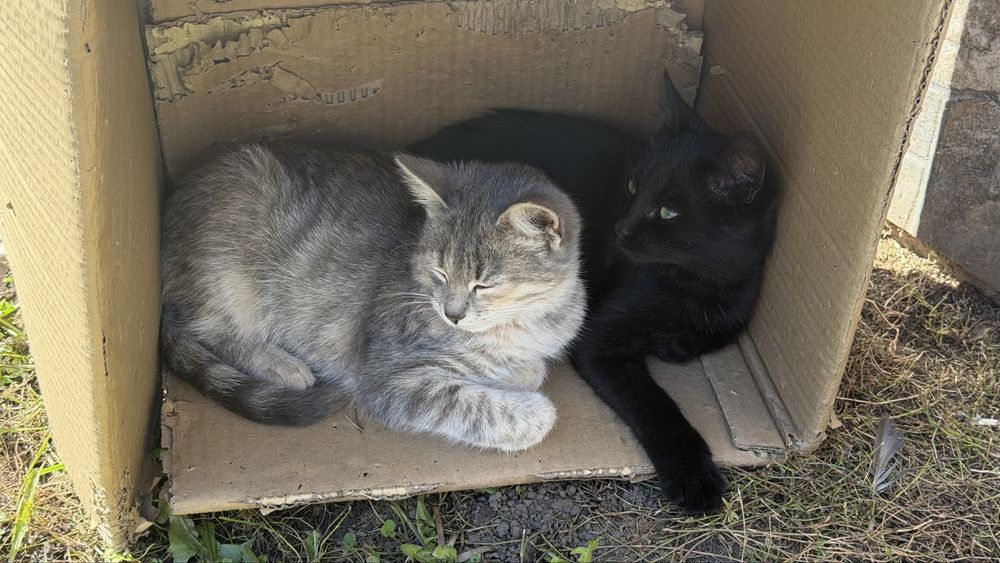 Чорний котик в ДОБРІ руки