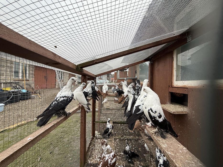 Golebie ozdobne winerki motyle wiedyny