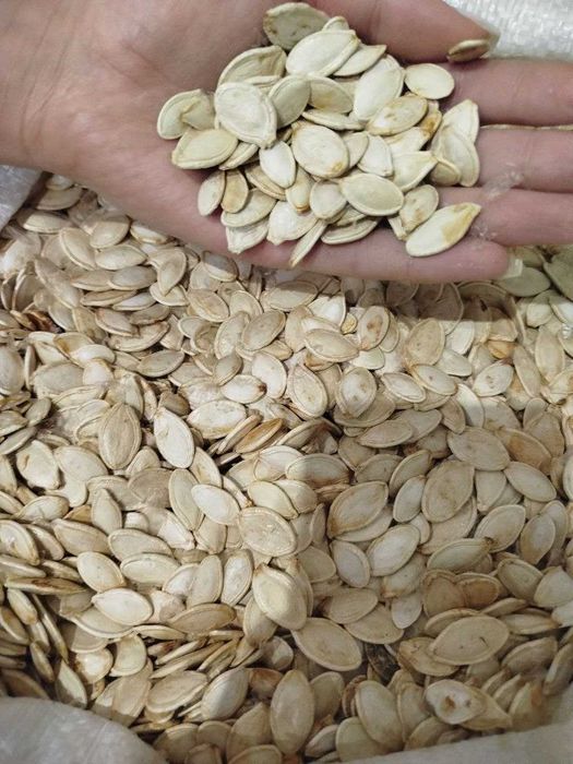 Продам насіння гарбуза Українка багатоплідна