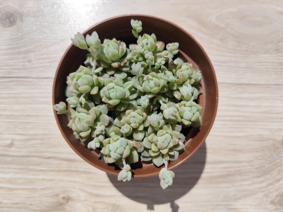 Echeveria Prolifica