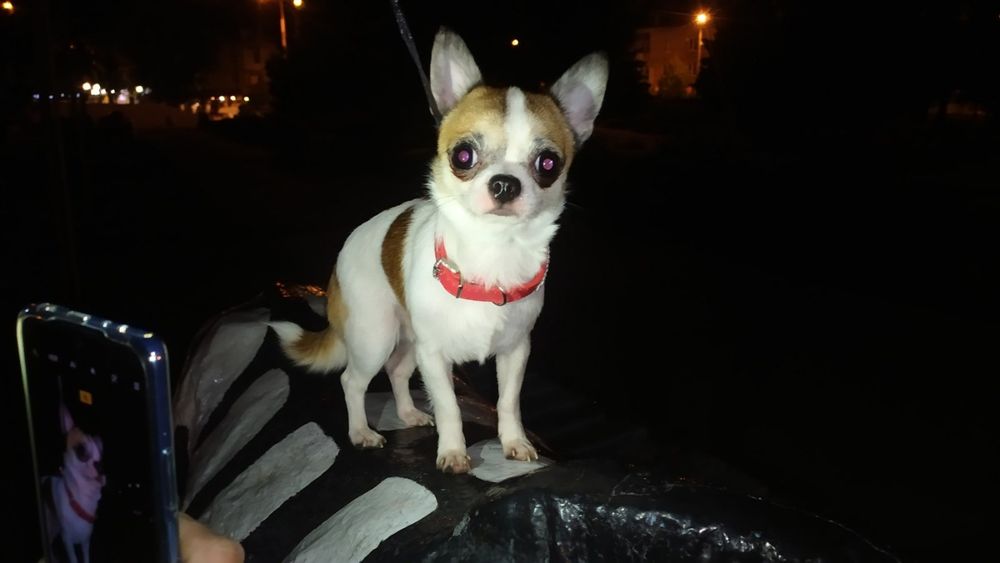 Кобель чихуа для вязки