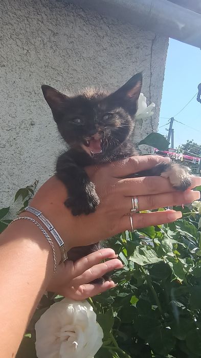 Шукають люблячих господарів чарівні кошенята!