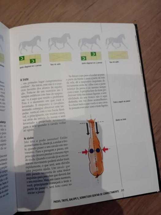 EQUITAÇÃO para principiantes - LITEXA