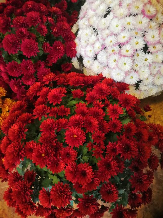 Мультифлора хризантема, маточники