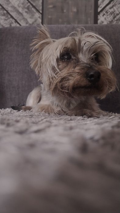 Мінійорк для в'язки