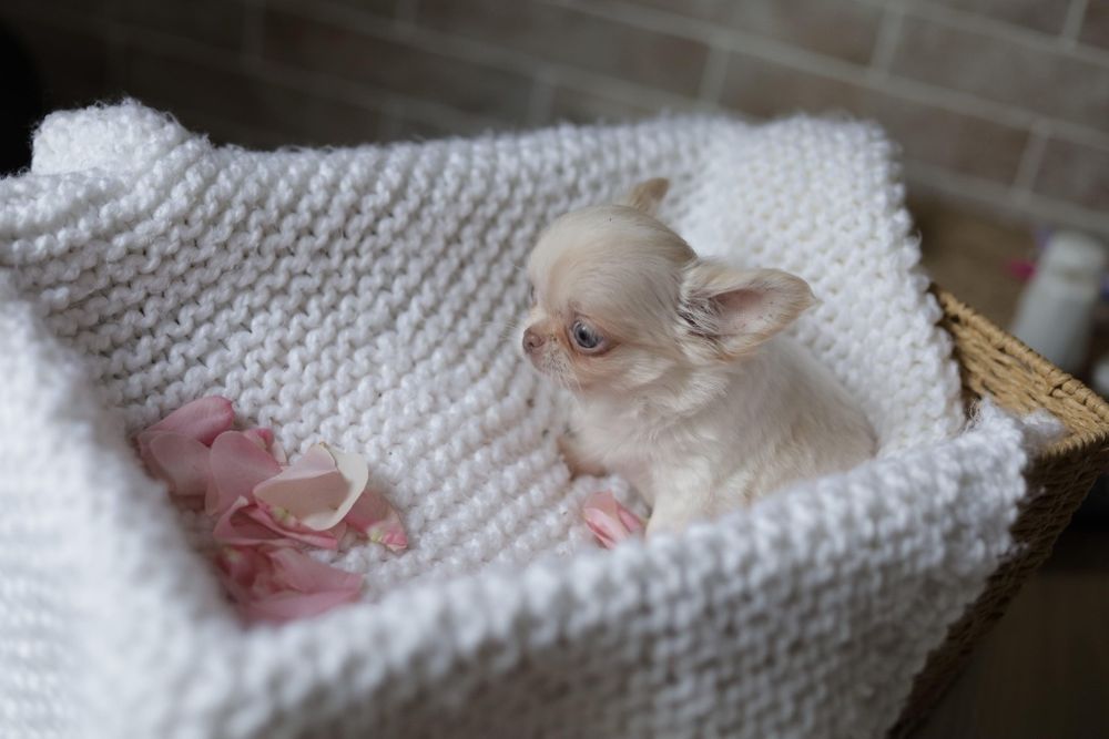Mini dziewczynka chihuahua fci