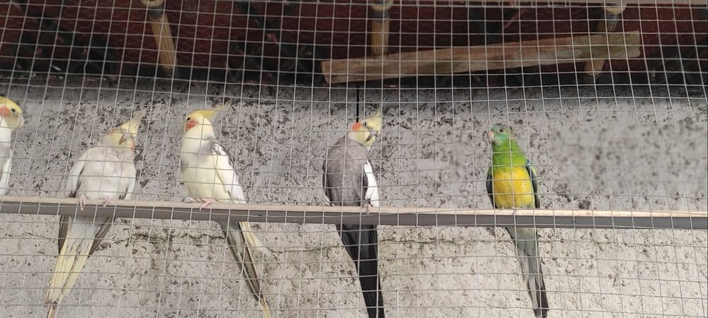 Diamantes gould aves de boa linhagens