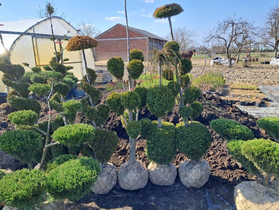 Bonsai, szczepy i choinki