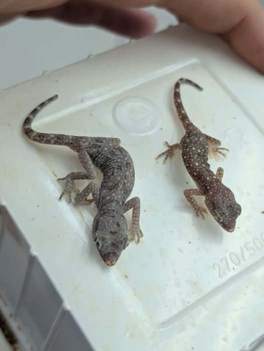 Gekon perełkowy - Stenodactylus sthenodactylus, młoda parka