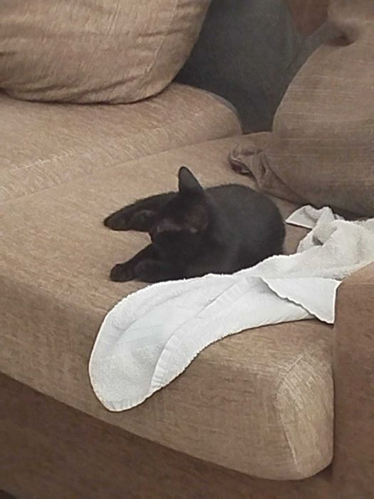 Gatinhos lindos para adoção responsável