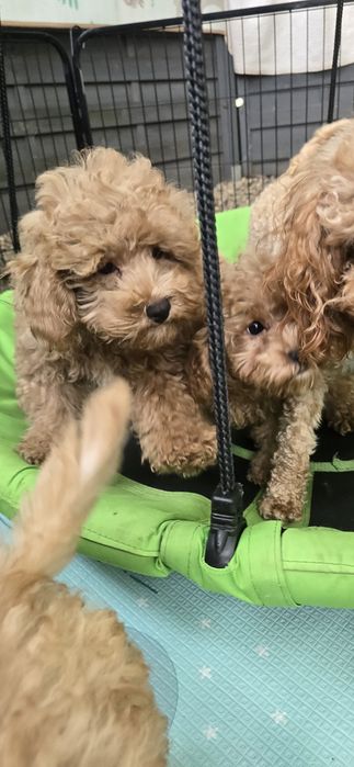 Cavapoo / chłopczyk f1b
