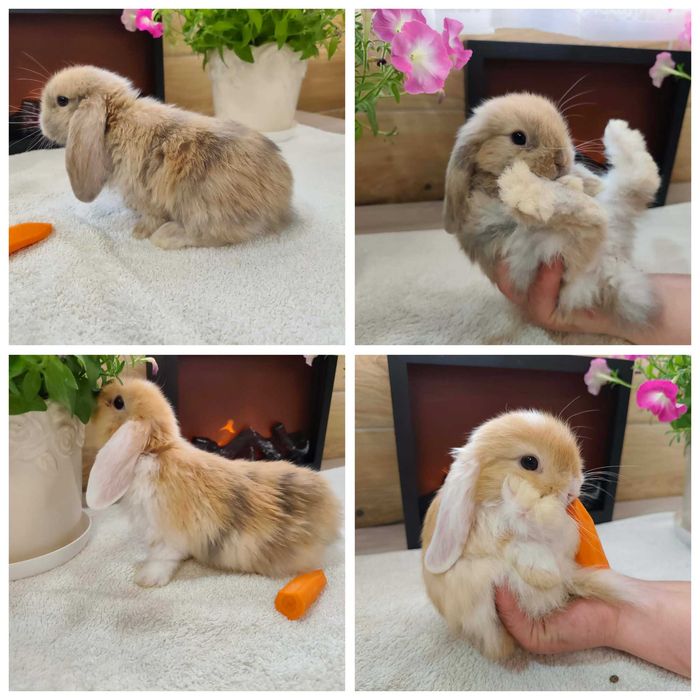 Mini Lopy baranki królik karzełek .Hodowla zarejestrowana KZHK
