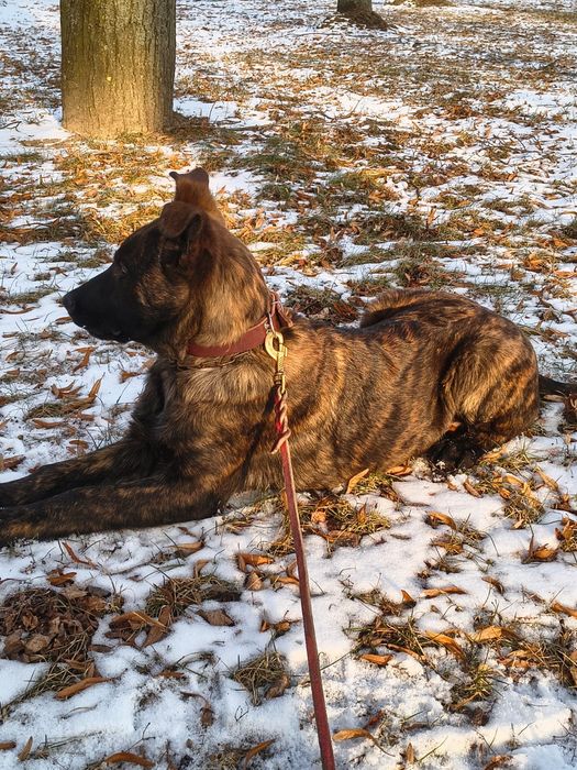 Owczarek Holenderski