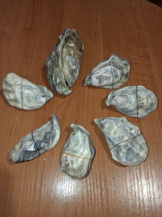 Для акваріума: ракушки, сачок, камінці