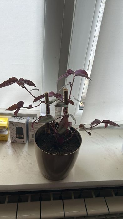 Trzykrotka Pasiatka zwisła