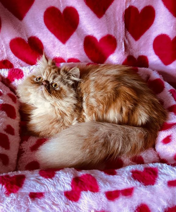 Słodki Garfield perski, kotek, kot, pers, persy, perskie, perska