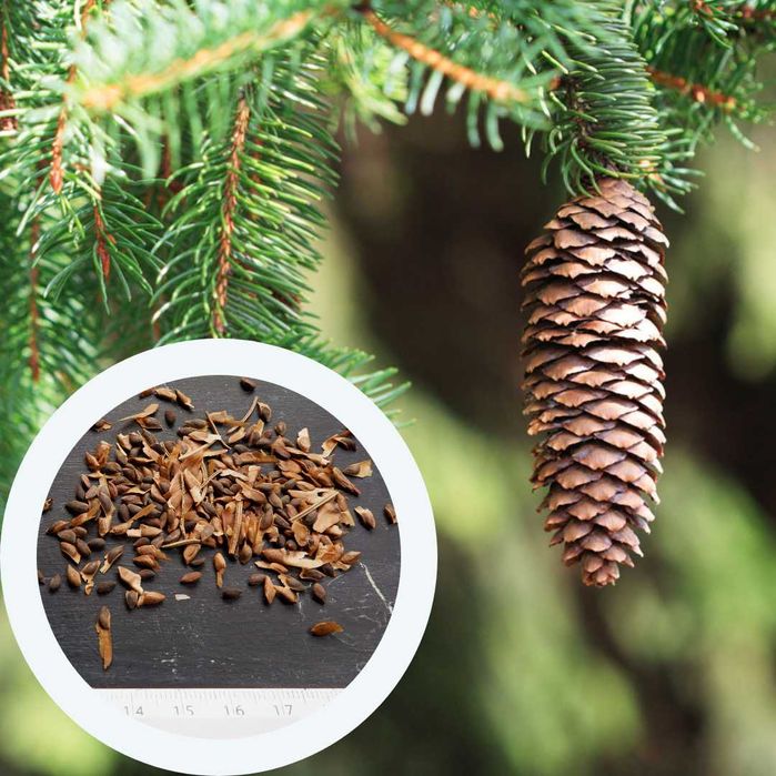 Ялина насіння (4 види) ель семена хвойних, є безкоштовна доставка