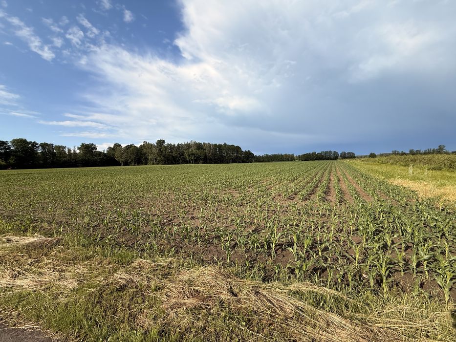 Działka budowlana Pogonów (1 km od Zbuczyna) - Widok 6