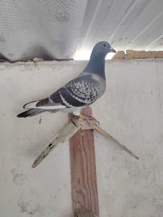 Pombos correios reprodutores